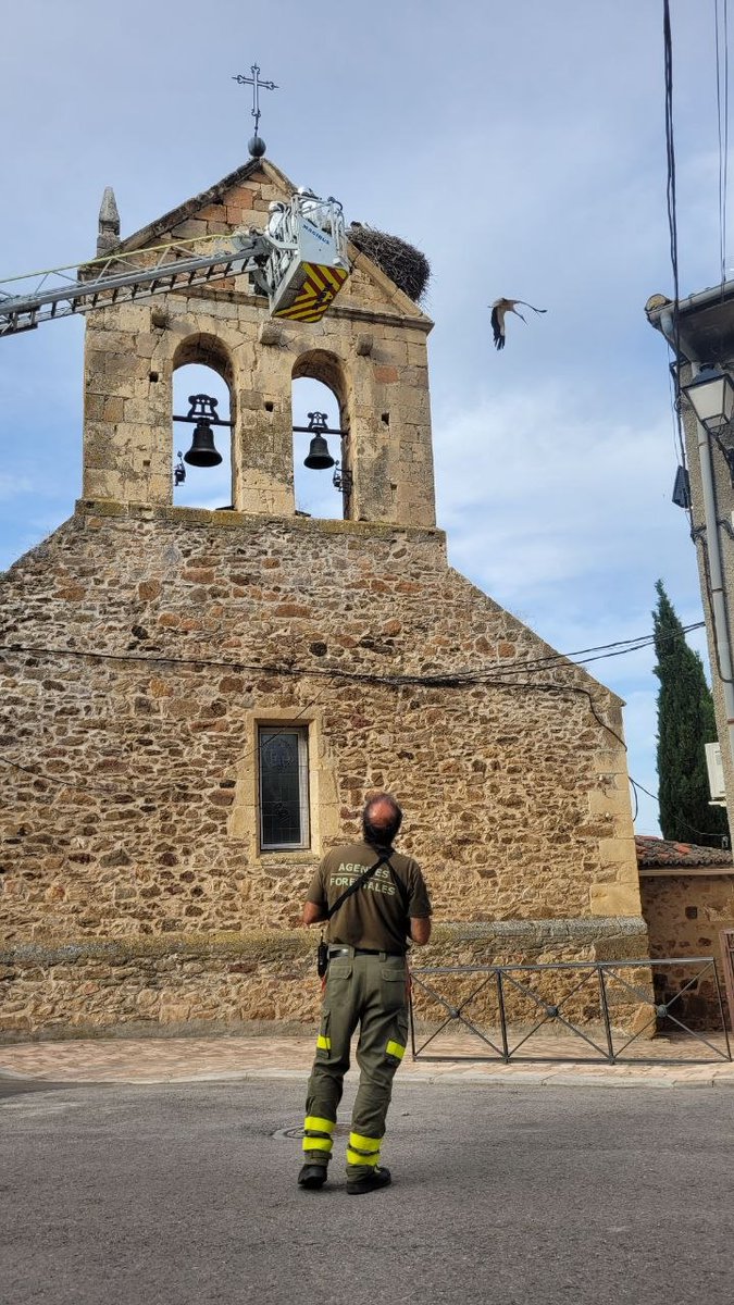 Pollo de cigüeña blanca rescatado en Gargantilla del Lozoya