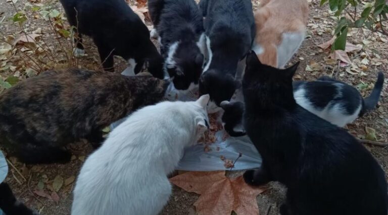 Gatos callejeros en colonia gestionada por voluntarios en Getafe