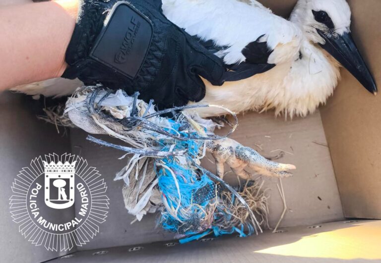 Cría de cigüeña blanca rescatada en Madrid entre plásticos