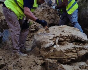 Caparazón tortuga gigante descubierto en obras Madrid