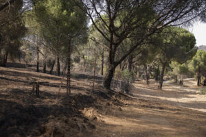 Equipos retirando escombros tras incendios en Madrid capital