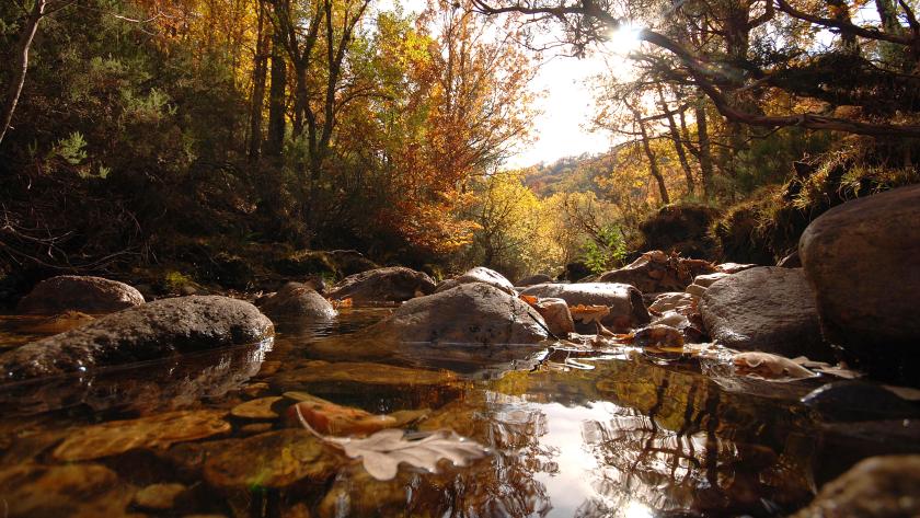 Río con piedras y hojas en el agua, rodeado de árboles en un paisaje de otoño en San Fernando de Henares.