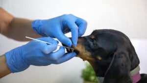 Veterinario realizando test de saliva a un perro para el censo de ADN canino en Torrejón de Ardoz