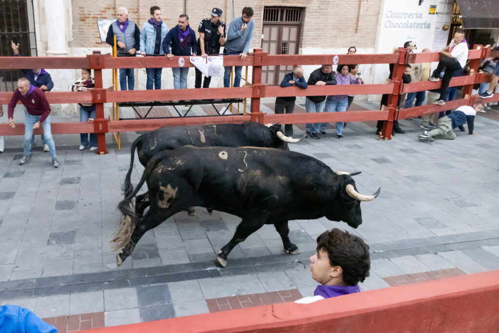 Corredores y toros durante el encierro por el casco histórico de Guadalajara en 2026